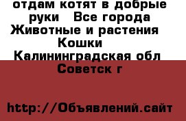 отдам котят в добрые руки - Все города Животные и растения » Кошки   . Калининградская обл.,Советск г.